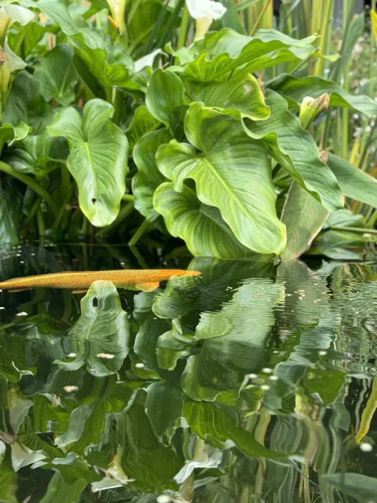 Jardinier près de Vence